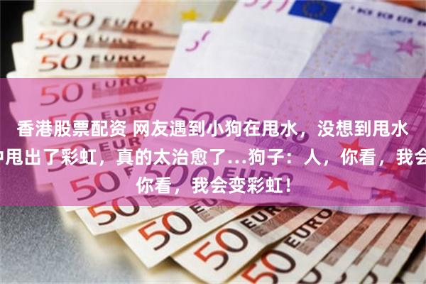 香港股票配资 网友遇到小狗在甩水,没想到甩水的过程中甩出了彩虹,真的太治愈了…狗子:人,你看,我会变彩虹!